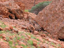 Australie_d_cembre_2007_709