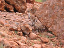 Australie_d_cembre_2007_710