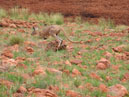 Australie_d_cembre_2007_711
