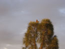 Australie_d_cembre_2007_727