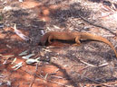 Australie_d_cembre_2007_753