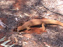 Australie_d_cembre_2007_754