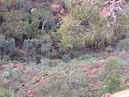 Australie_d_cembre_2007_783
