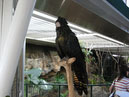 Australie_d_cembre_2007_824