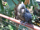 Australie_d_cembre_2007_832