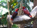 Australie_d_cembre_2007_834