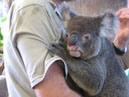 Australie_d_cembre_2007_848