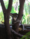 Australie_d_cembre_2007_849