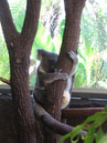 Australie_d_cembre_2007_850