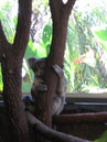 Australie_d_cembre_2007_851