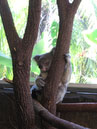 Australie_d_cembre_2007_852