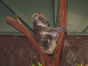Australie_d_cembre_2007_931