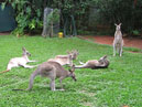 Australie_d_cembre_2007_933
