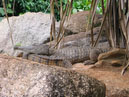Australie_d_cembre_2007_942