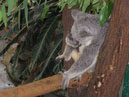 Australie_d_cembre_2007_947