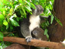 Australie_d_cembre_2007_949