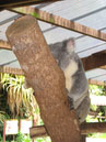 Australie_d_cembre_2007_950
