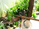 Australie_d_cembre_2007_954