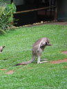 Australie_d_cembre_2007_962