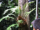 Australie_d_cembre_2007_969